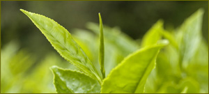 restaurant coffee houses tea shops, restaurant owners, restaurant managers, chefs  automatic brewing equipment, tea brewers, tea supplies, hot tea, iced tea